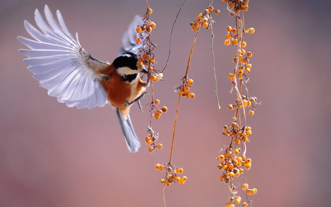 Vogelbeobachtung für das Wohlbefinden