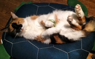 Seitenschläfer oder Sphinx-Haltung? Was die Schlafposition der Katze verrät