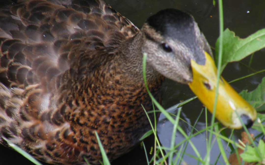 Geflügelpest bei Wildvögeln flächendeckend