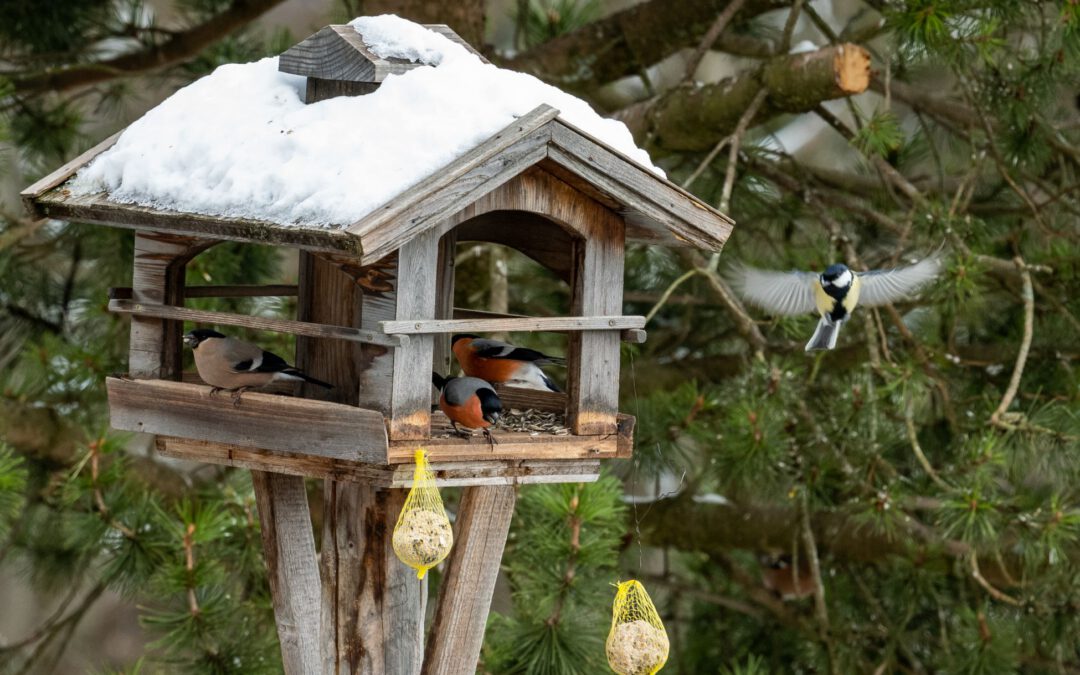 Stunde der Wintervögel