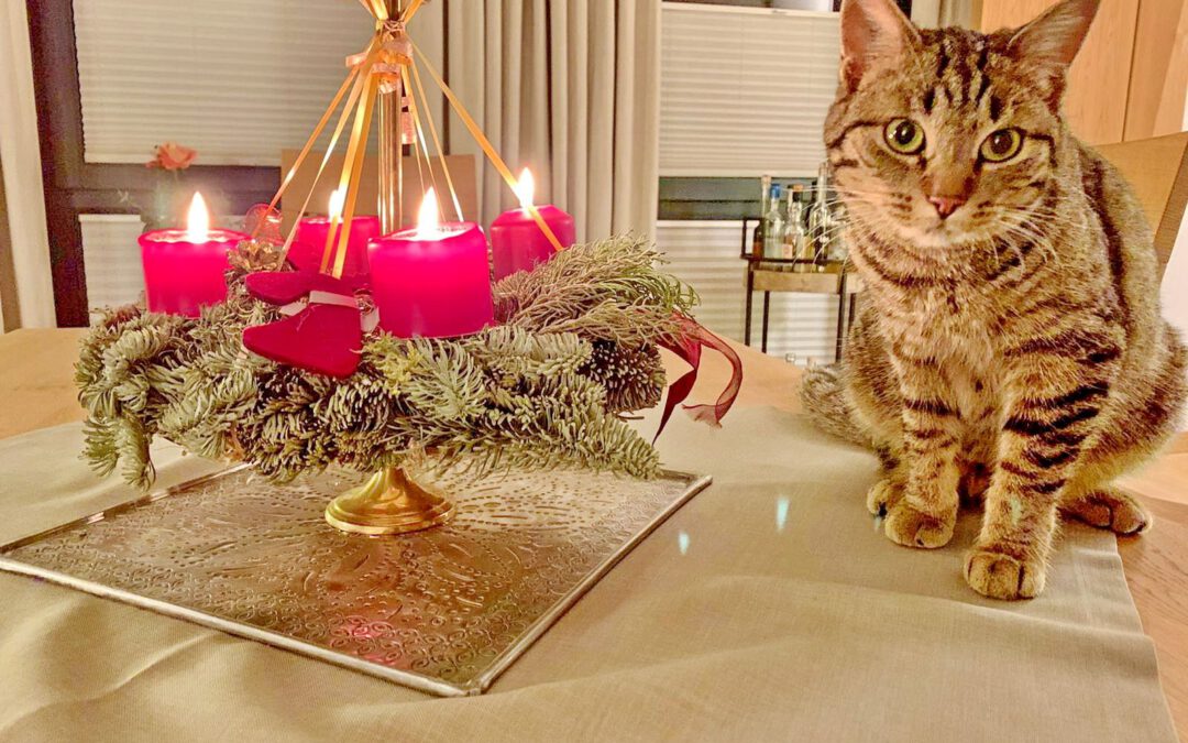 Kater Lenzi feiert Advent