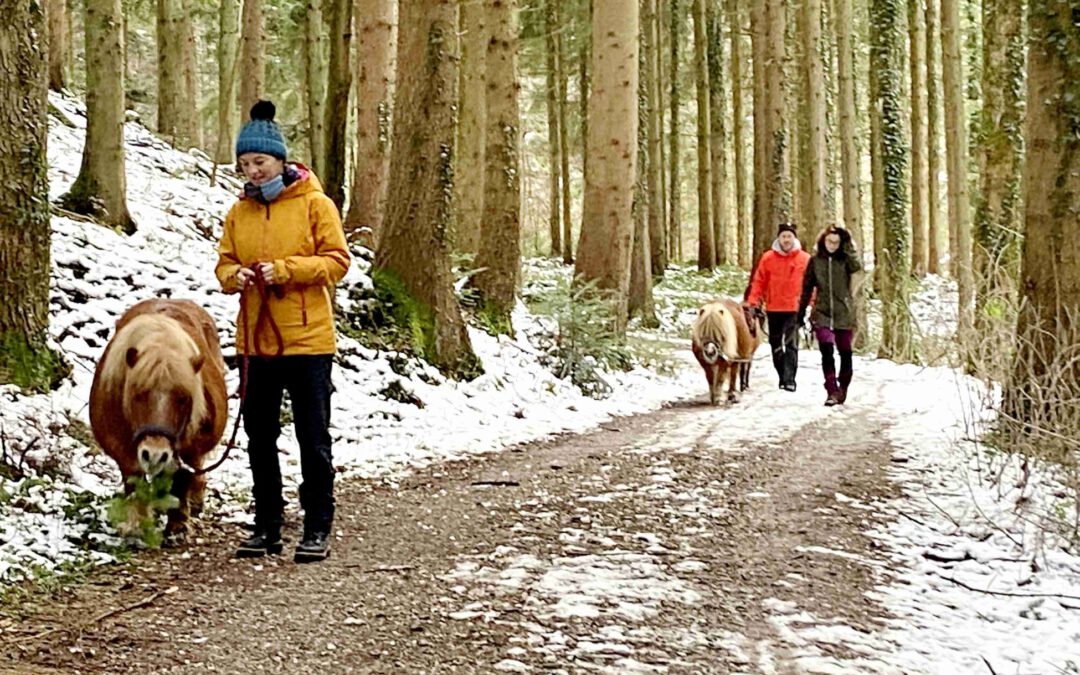 Spaziergang mit Ponys