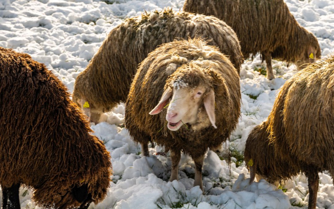 Mit dickem „Schafspulli“ im Schnee