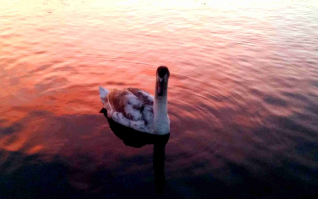 Schwäne beflügeln die Phantasie