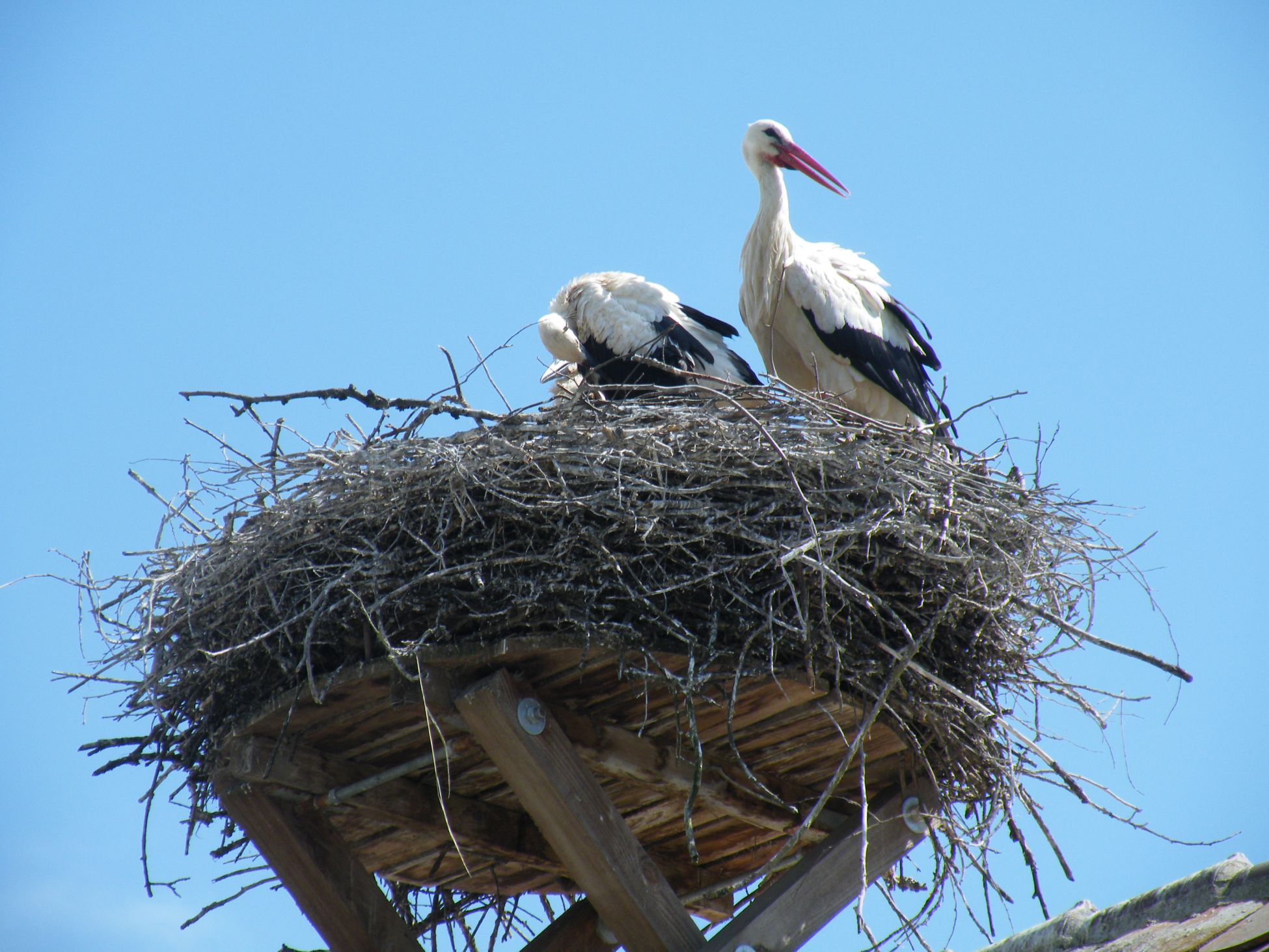 Zwei Störche sitzen in ihrem Nest