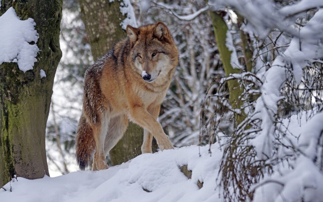 5 Hybridwolfskinder zum Abschuss freigegeben