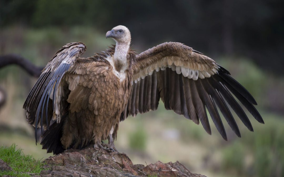 Gänsegeier an Bleivergiftung verendet