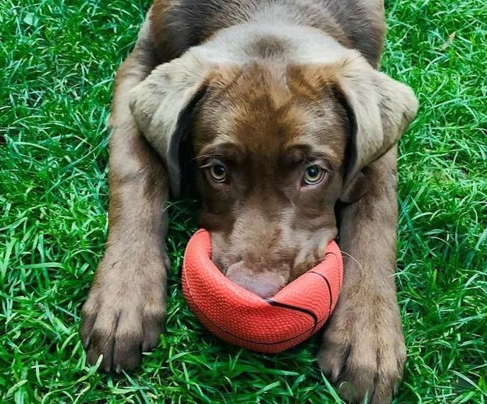 Labrador-Welpe spielt mit flachem Ball