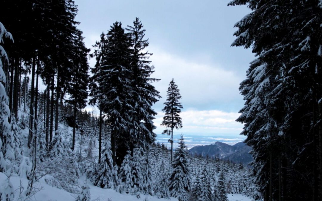 Rodelausflug zur Riesenhütte