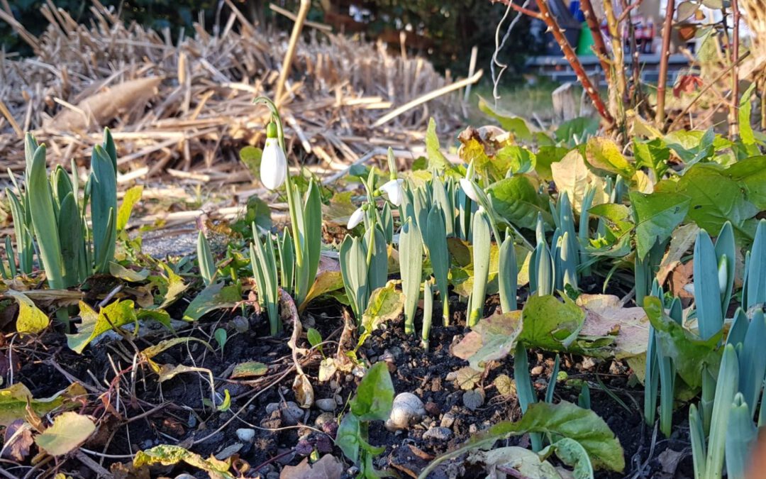 Schneeglöckchen blühen