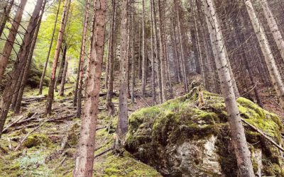 Bahndamm bei Surberg fängt Feuer – aktuell hohe Waldbrandgefahr
