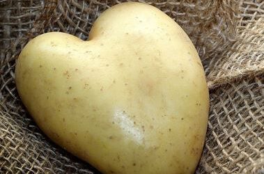 BBV erwartet unterdurchschnittliche Kartoffelernte in Bayern