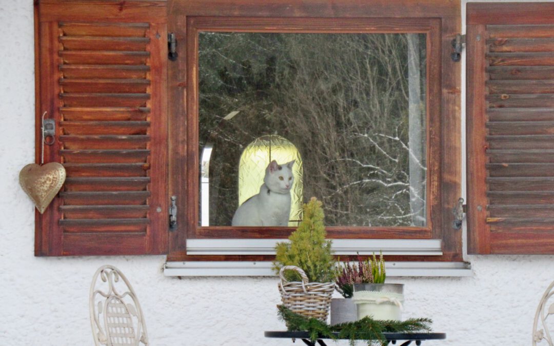 Katzen kennen keine Feiertage