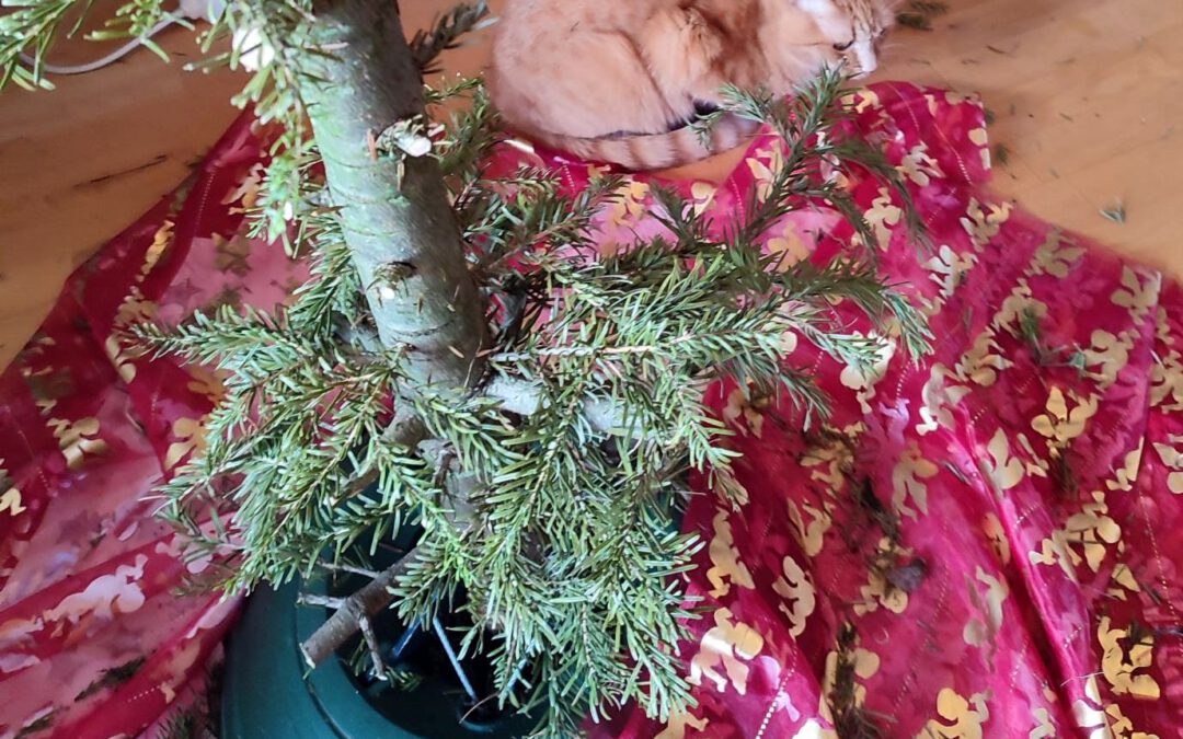 Aus mit Waldfeeling im Haus