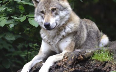 LBV fordert: Keine grundlose Jagd auf Wölfe in Bayern