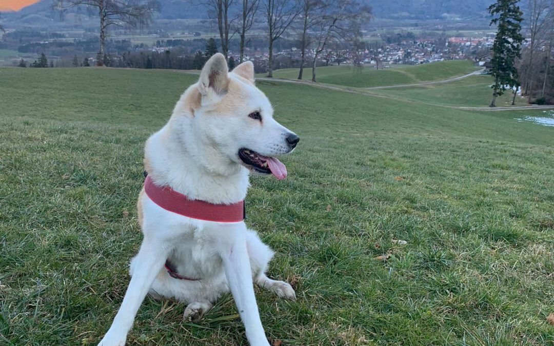 Hineinspaziert in einen schönen Sonntag