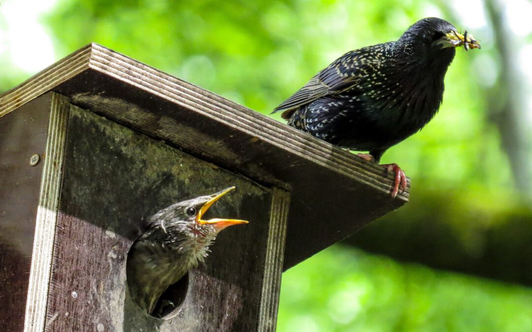 Vögel auf Wohnungssuche