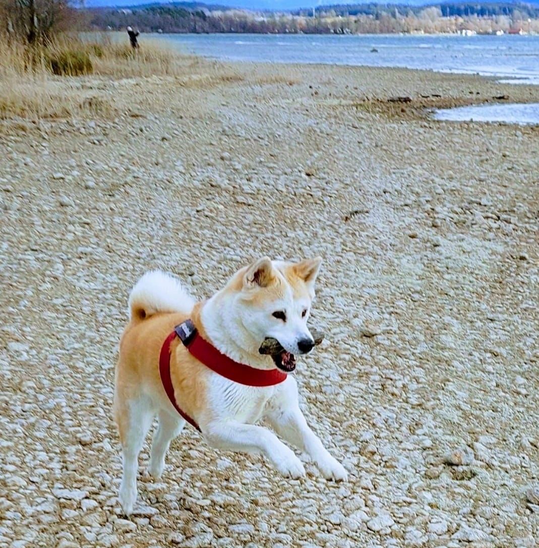 Hund -Aktito beim Spiel am Ufer eines Gewässers