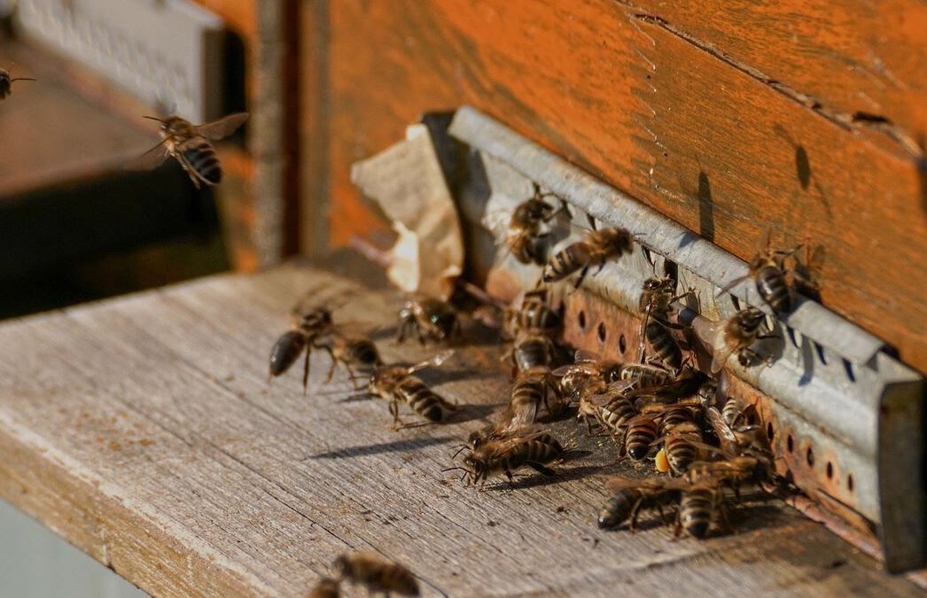 Bienenvolk gestohlen