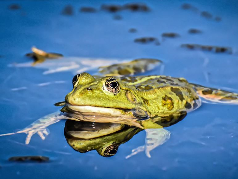 Großaufnahme: Grüner Frosch lässt sich auf Wasser treiben
