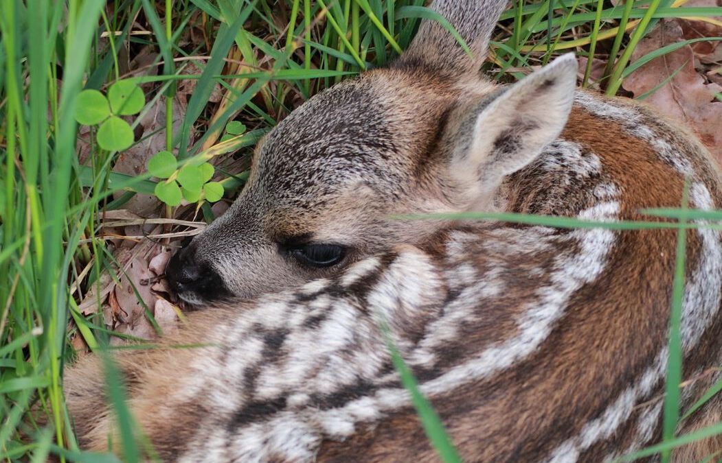 Jungtiere des Wildes schützen