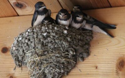 Hitze setzt Mauerseglern und Schwalben zu – LBV-Vogelstation nimmt vorerst keine weiteren Tiere auf