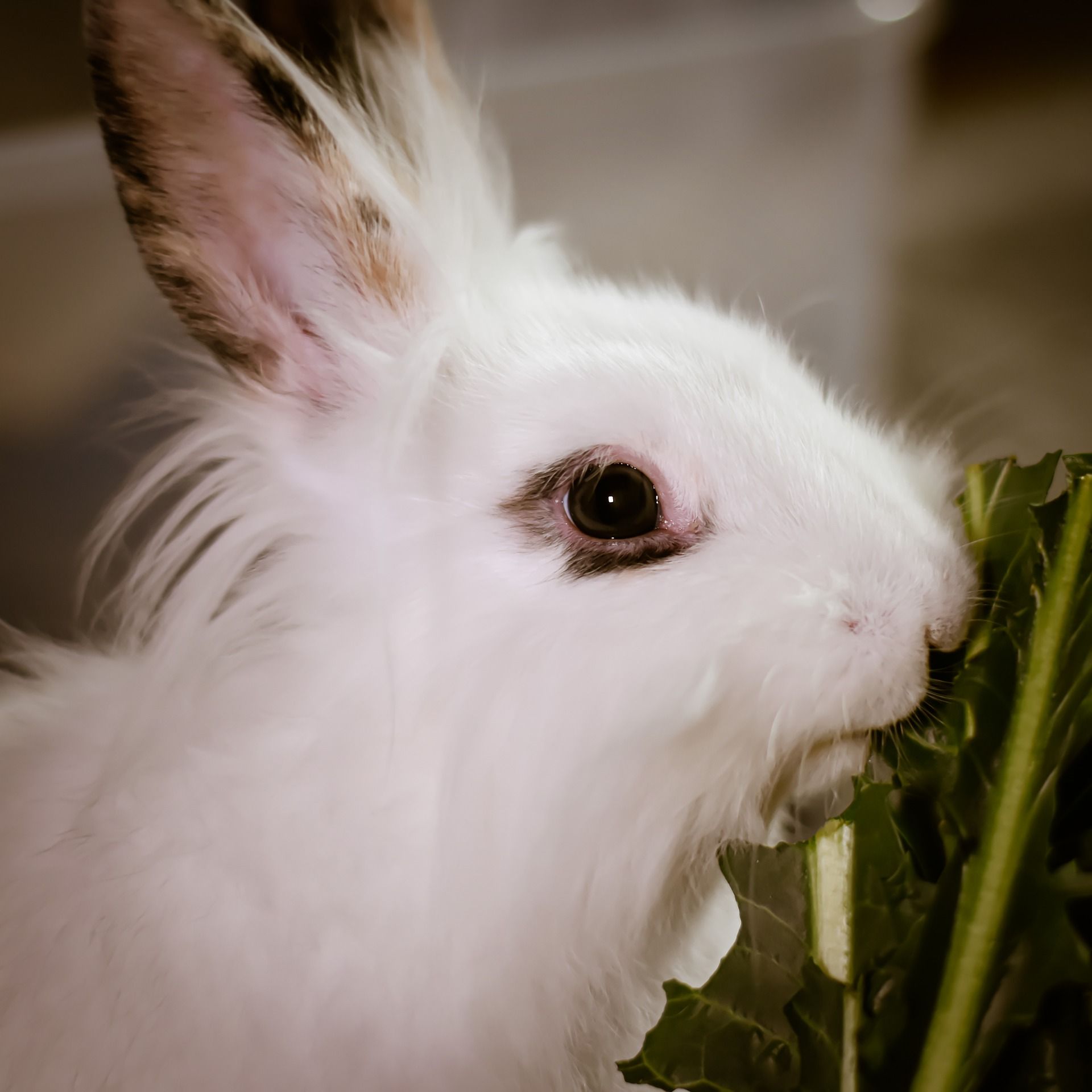 Kaninchen knabbert an Grünzeug