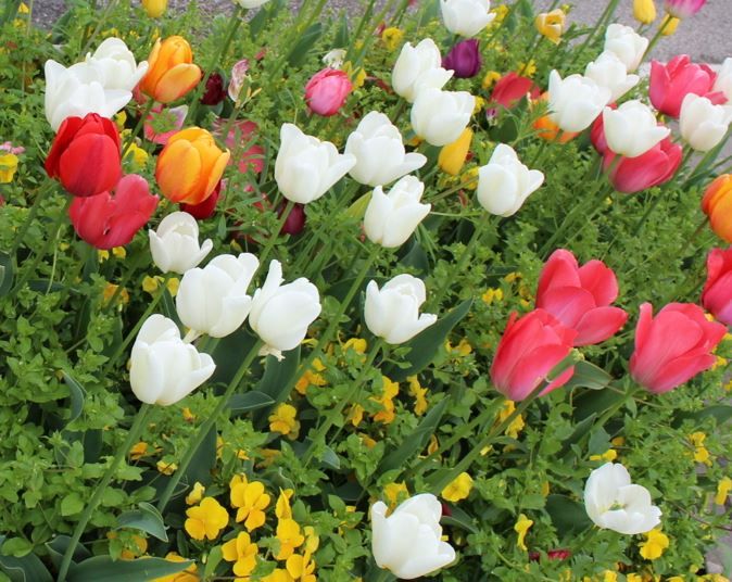 Viele bunte Tulpe, vor allem weiß und rot, mit grün dazwischen und kleinen gelben Blümchen