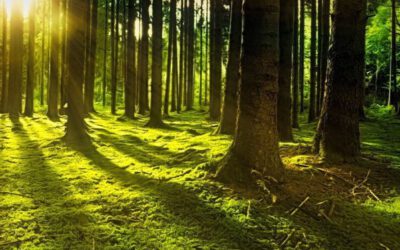 Zwei Kindergartenkinder bei Ausflug im Wald bei Oberaudorf verschwunden – Großeinsatz im Wald
