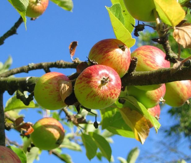 Obstbaumzweig mit roten Äpfeln