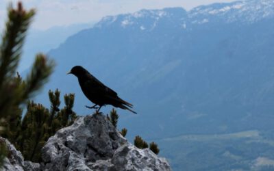 MorgenINNPULS – Schon gewusst?