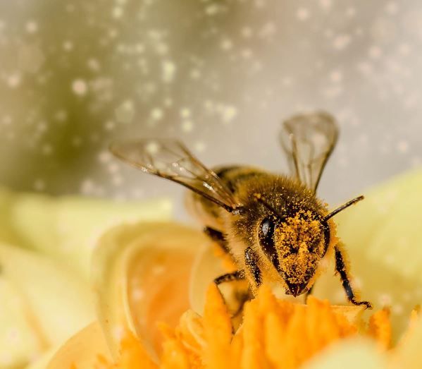 Biene auf Blüte mit Blütenstaub im Gesicht