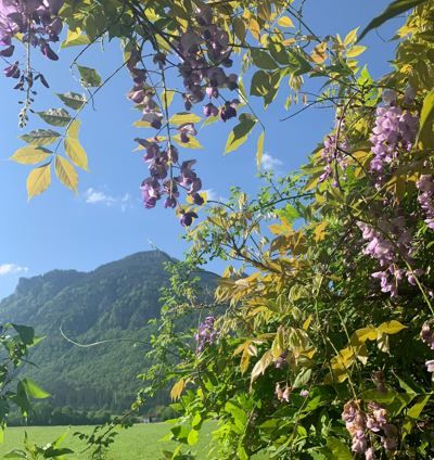 Blick durch Blüten auf Berg und blauen Himmel