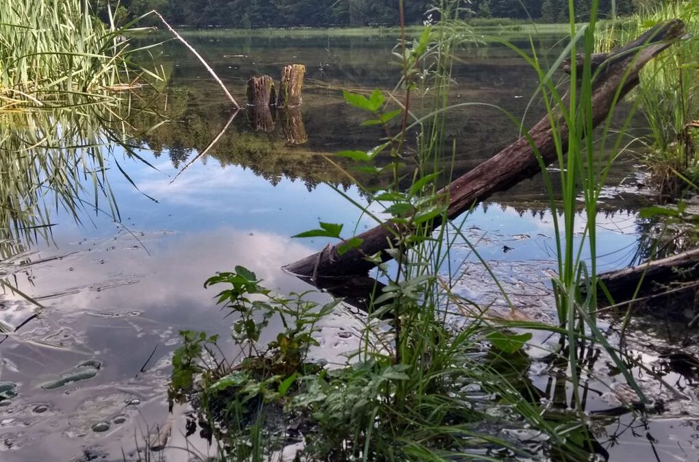 Neue Ortsgruppe des Bund Naturschutz