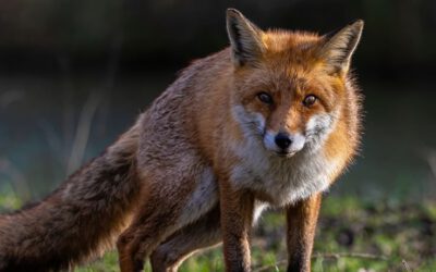 Abschusszahlen für Bayern 2024/2025 liegen vor – PETA kritisiert Jagdpraxis