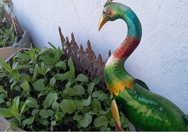 Bunter Blechvogel schaut auf Gemüsebeet herab
