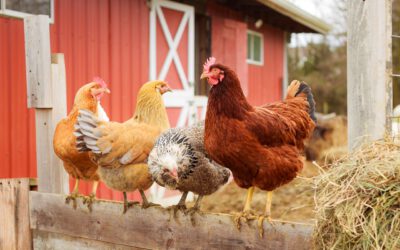 Immer beliebter: Das Ei vom eigenen Huhn