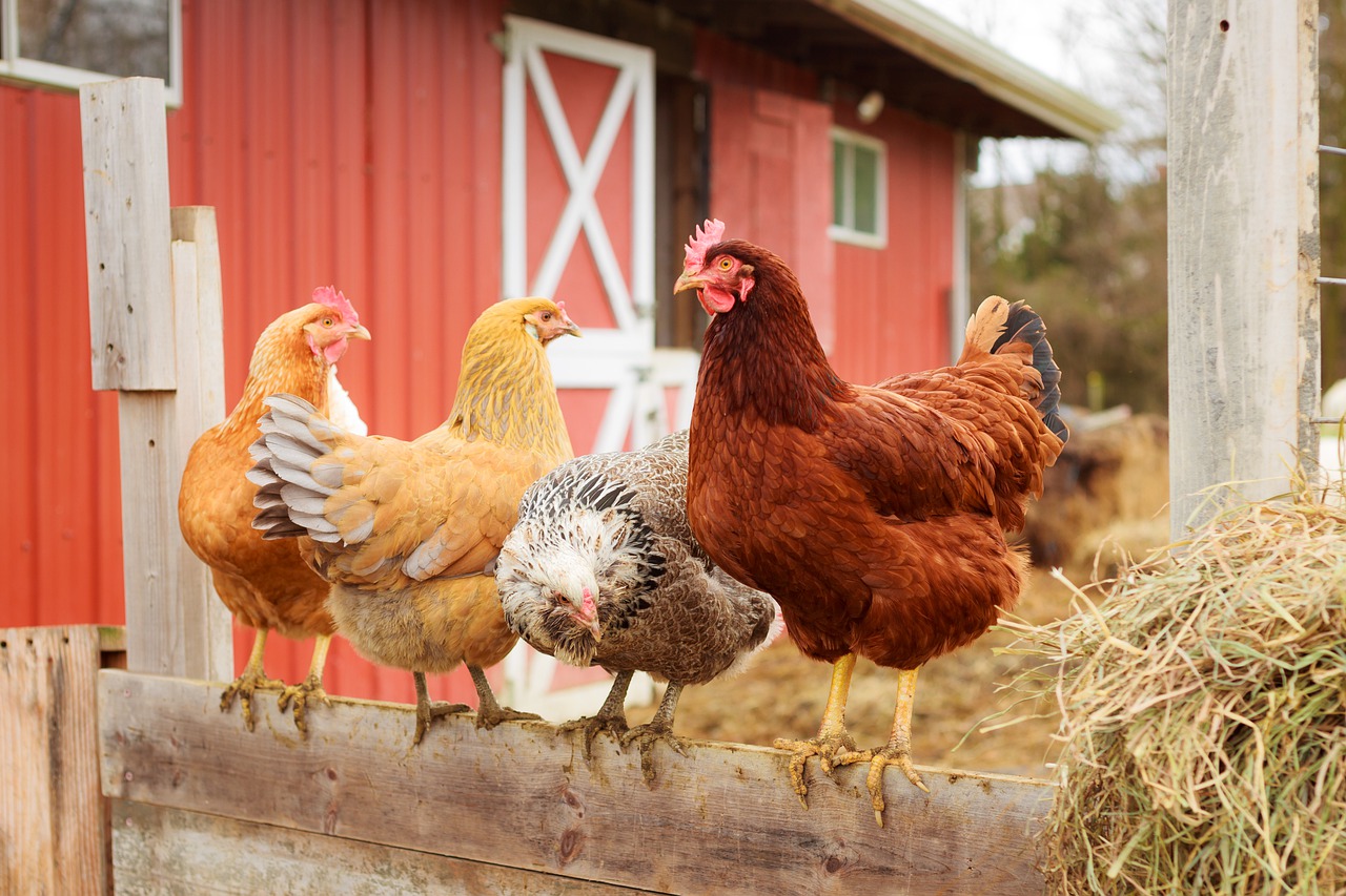 Im Vordergrund sieht man Vier Hühner die auf einem Zaun sitzen, im Hintergrund ein roter Stall.