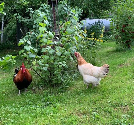 Hahn und Henne stolzieren um grünen Busch herum auf grüner Wiese