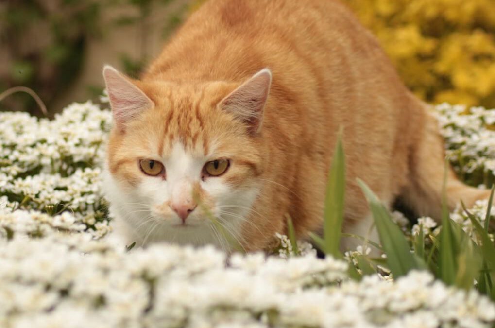 Katze, Hund und Co.: Vorsicht, Giftige Pflanzen!