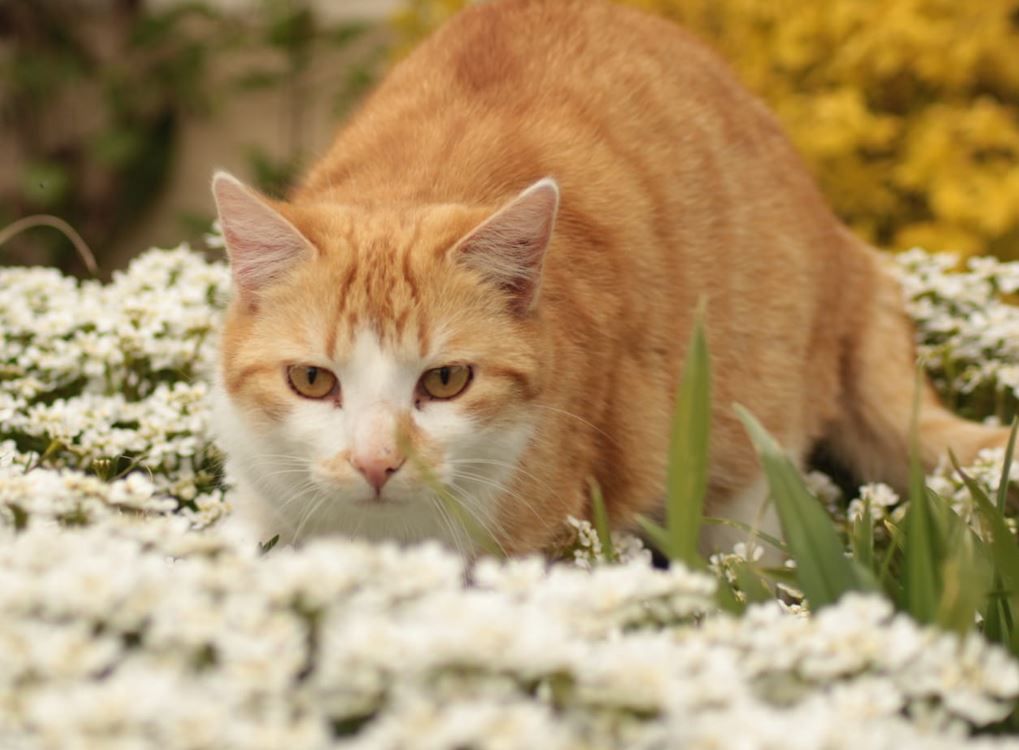 Rot-weisse Katze schleicht durch weißes Blumenfeld