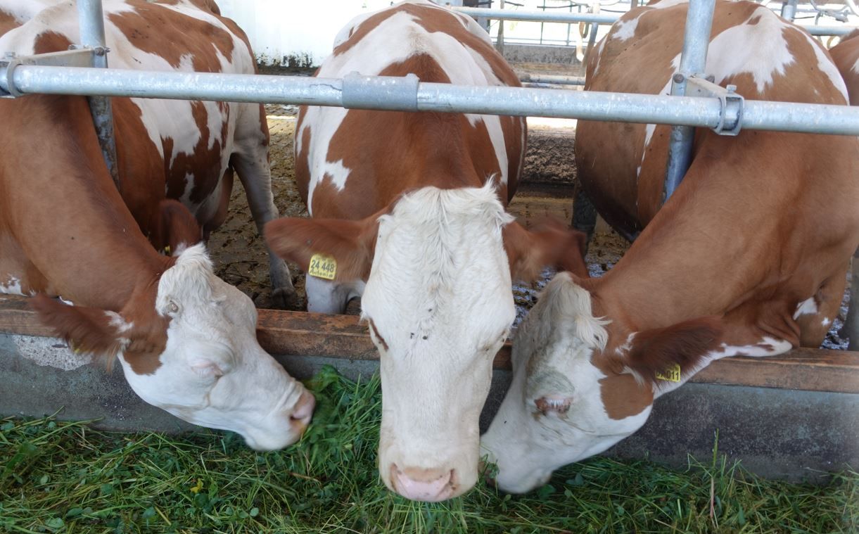 Kühe im Stall beim Fressen