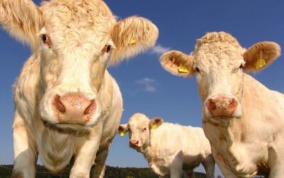 Genetischer Fingerabdruck für gesundes Vieh