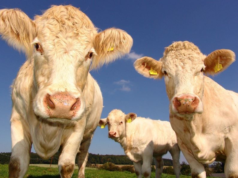Genetischer Fingerabdruck für gesundes Vieh