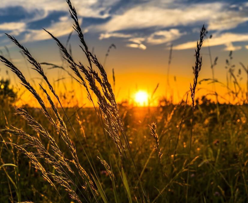 Pflanzenbautag der Landwirte