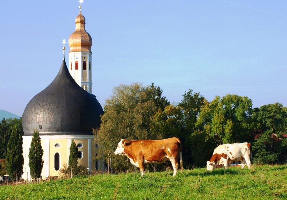 Rundkirche am Wasen. Zwei Kühe davor auf grüner Wiese