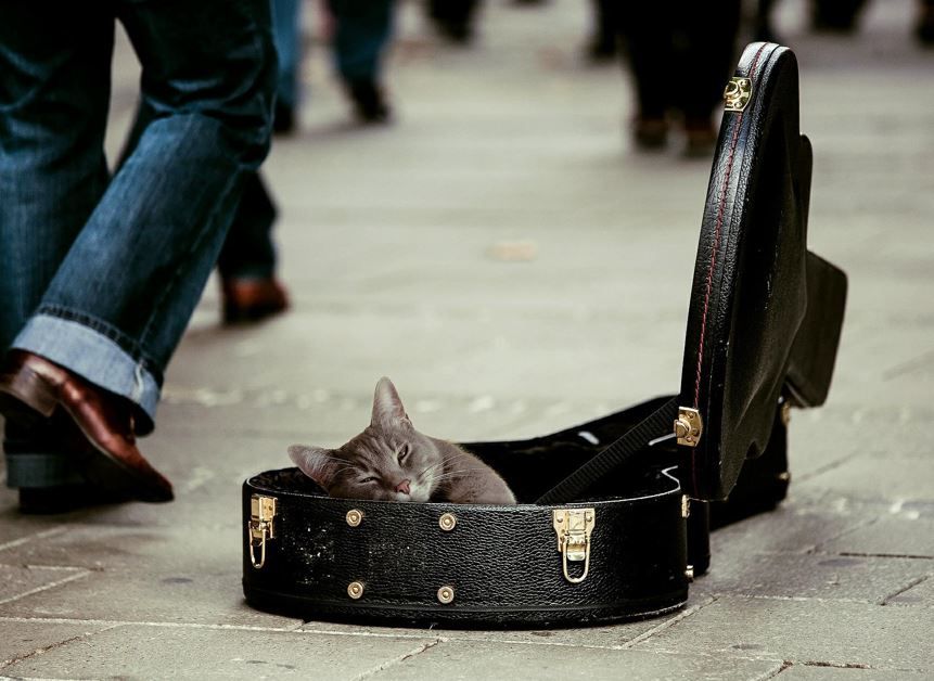 Cellokasten liegt geöffnet auf Boden. Eine graue Katze liegt darin. Daneben sieht man die Beine von vorbeigehenden Menschen