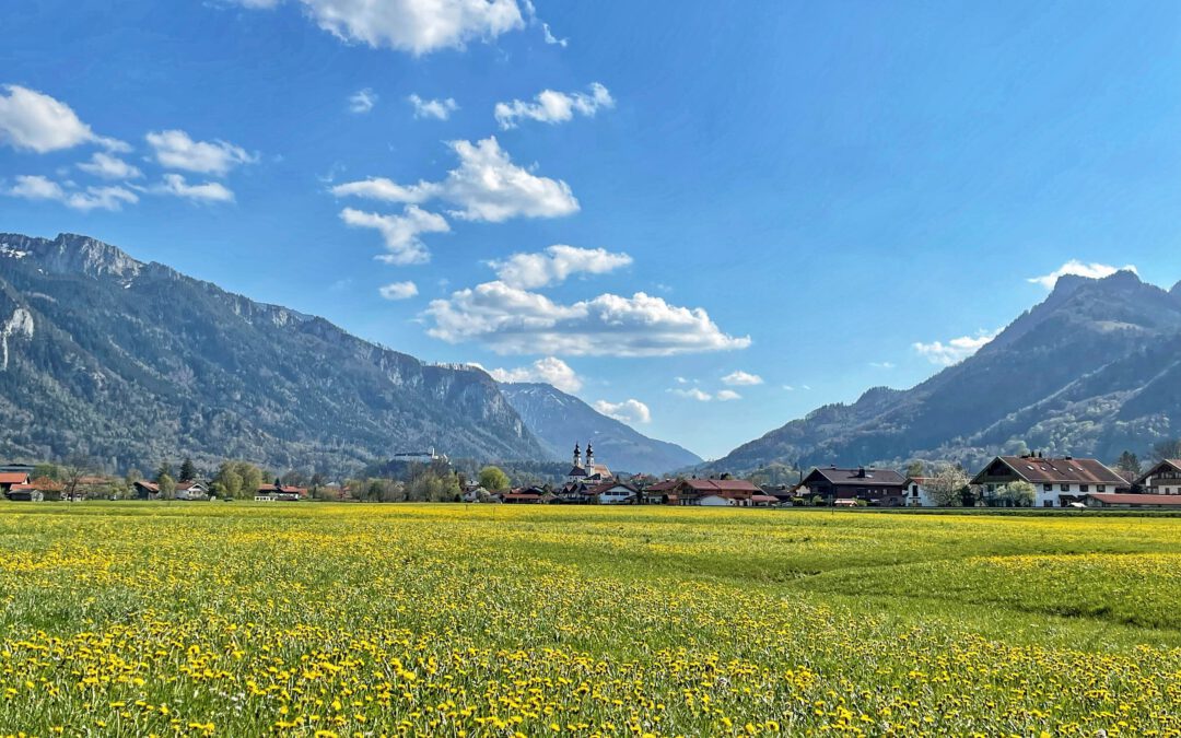 Löwenzahn mit leuchtender Mähne