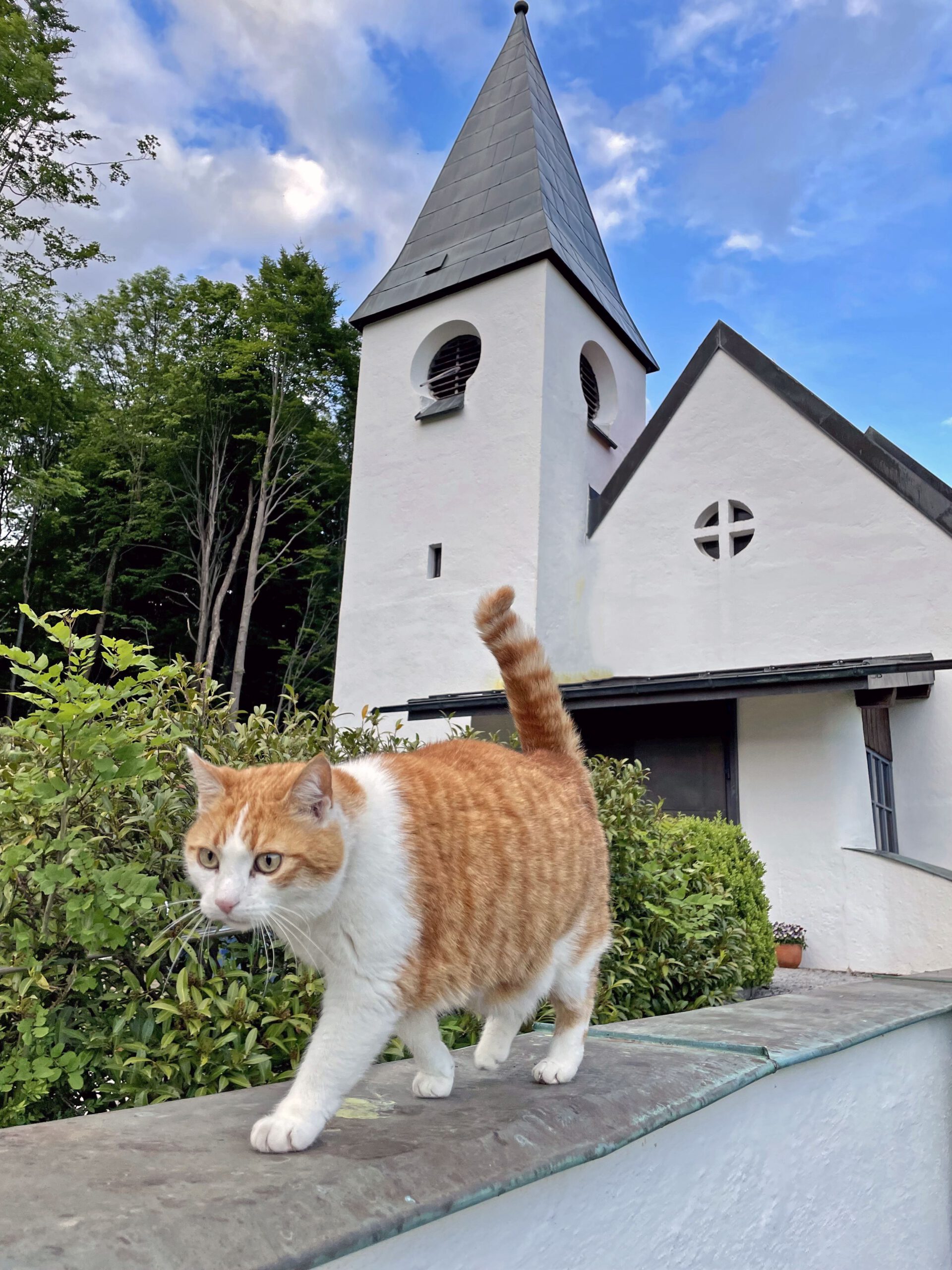 Rot-weisse Katze stolziert über Mauer vor evangelischen Friedenskirche in Aschau im Chiemgau