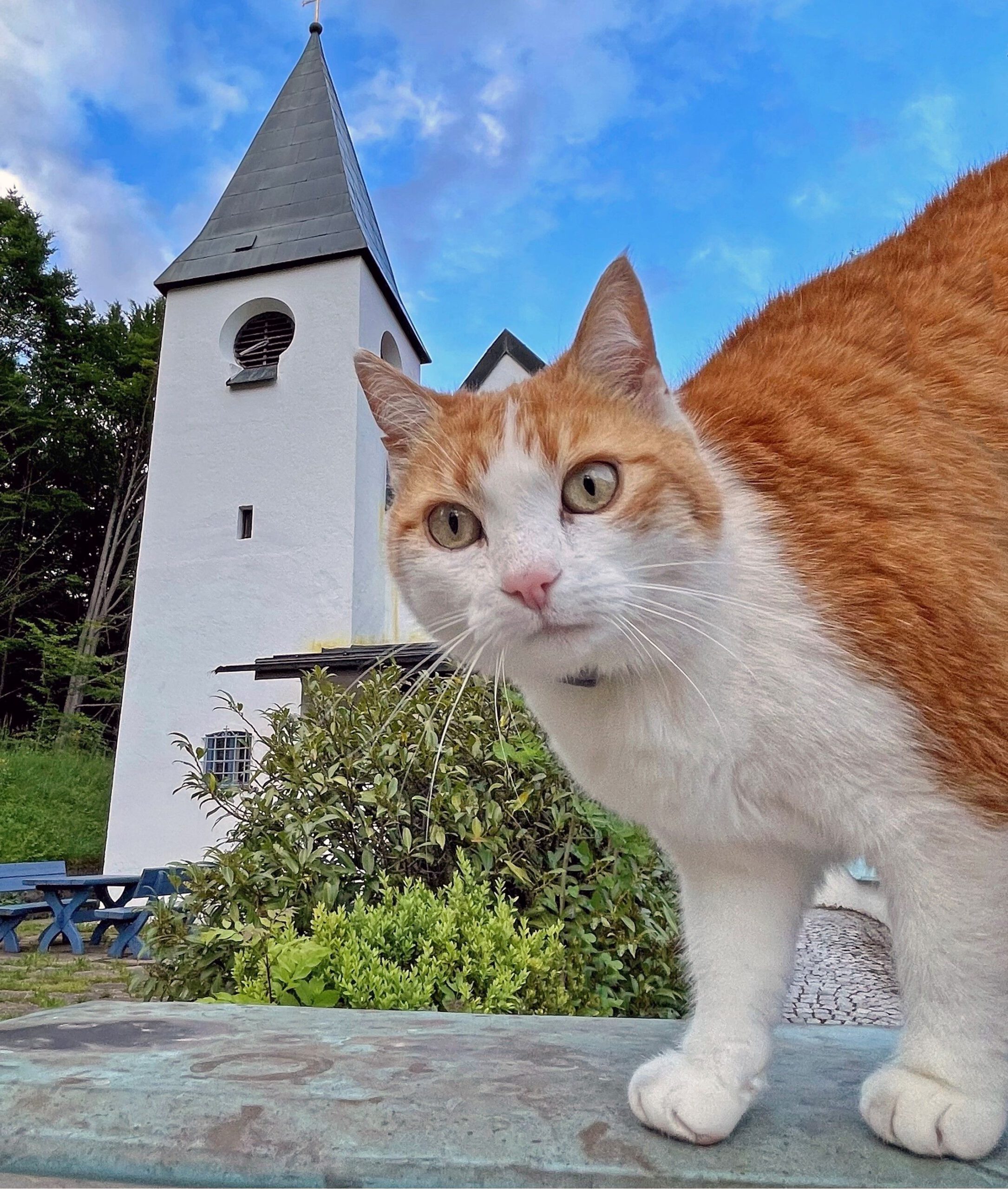 Rot-weisse Katze auf Mauer vor evangelischen Friedenskirche Aschau im Chiemgau